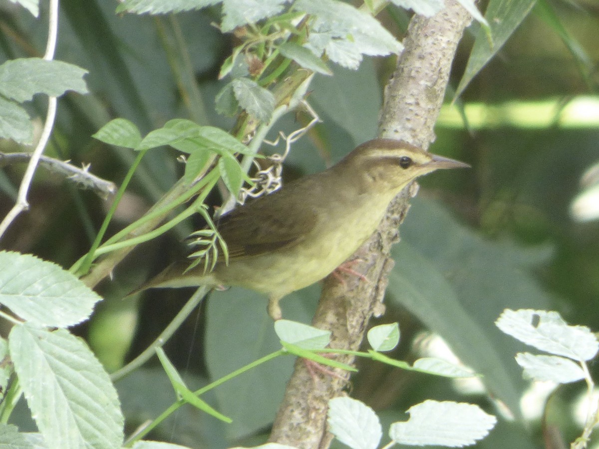 Swainson's Warbler - Claire Thomas