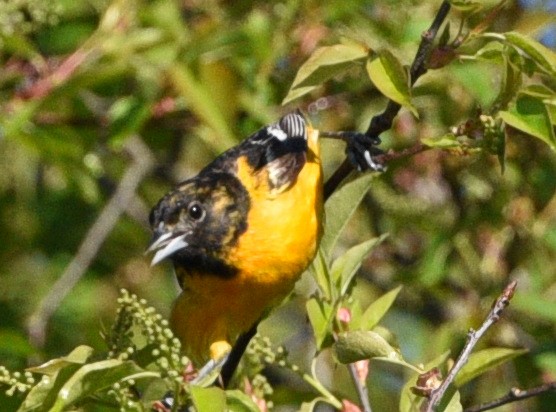 Baltimore Oriole - Wendy Hill