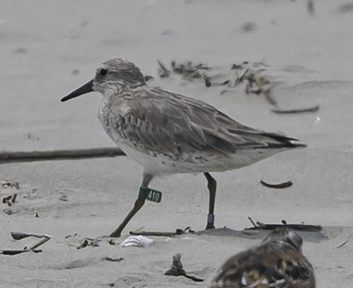 Red Knot - David Muth