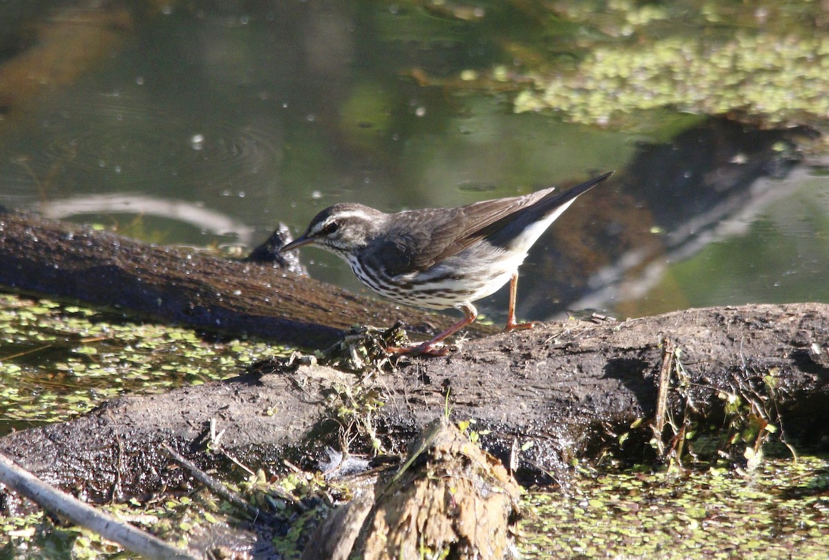 Northern Waterthrush - Becky Lutz