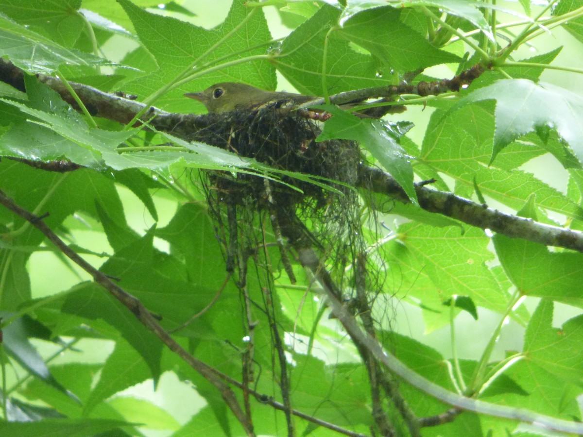 Acadian Flycatcher - ML618964429