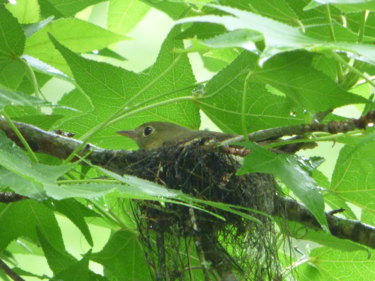 Acadian Flycatcher - Claire Thomas