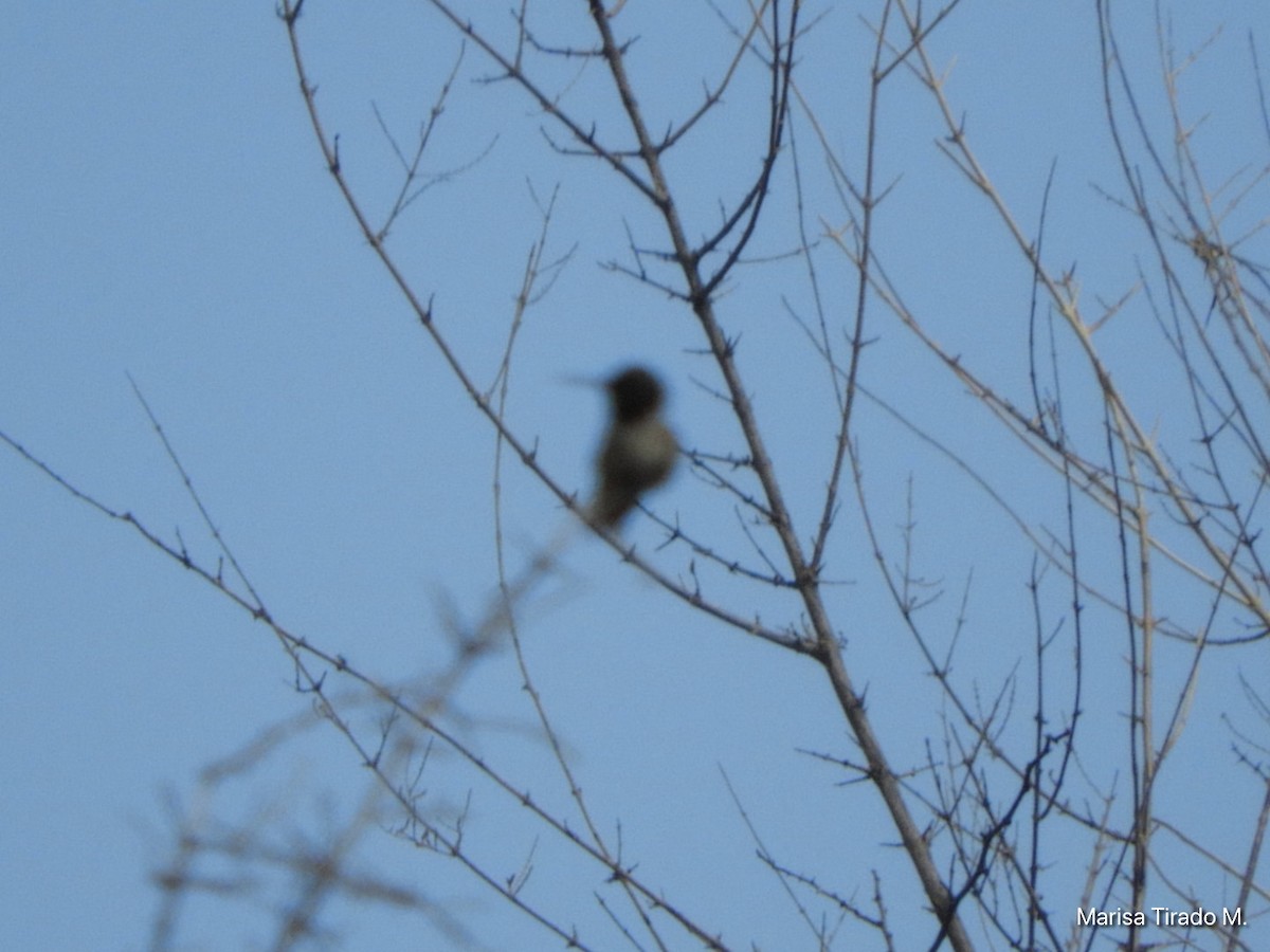 Black-chinned Hummingbird - Marisa Tirado