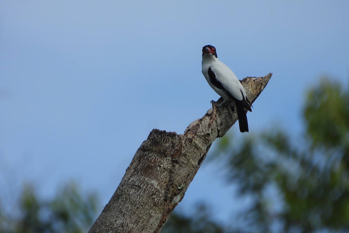 Black-tailed Tityra - Dey Velandia