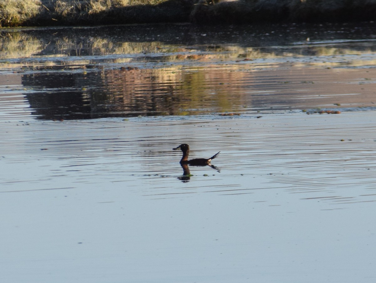 Andean Duck (ferruginea) - Reynaldo Valdivia Reyes