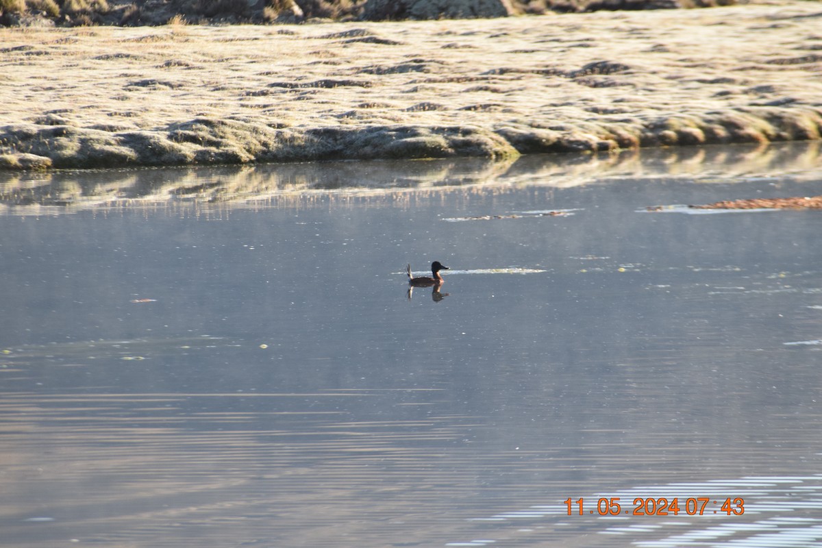 Andean Duck (ferruginea) - Reynaldo Valdivia Reyes