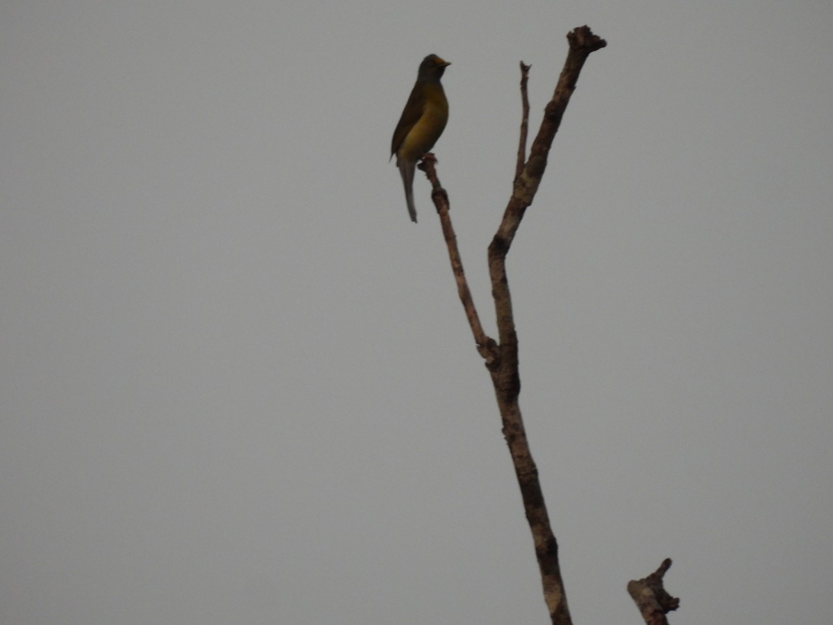 Gray-headed Bulbul - ML618964452