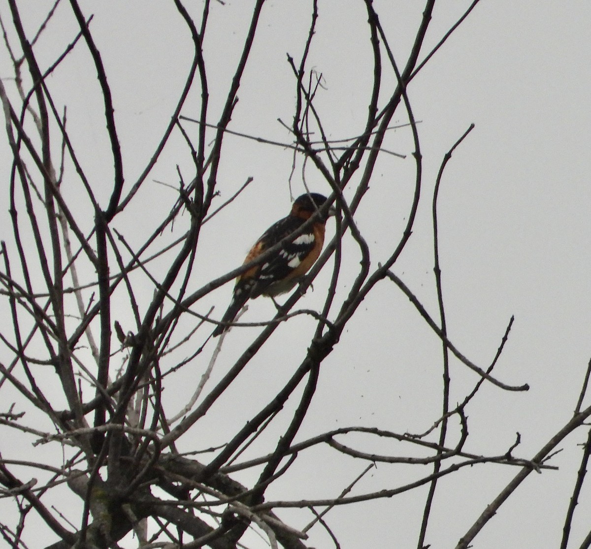 Black-headed Grosbeak - Zadok P