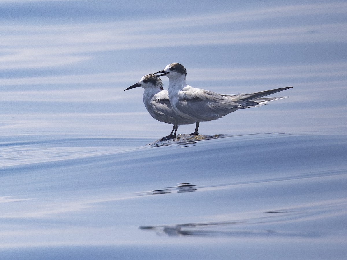 Common Tern - Charmain Ang