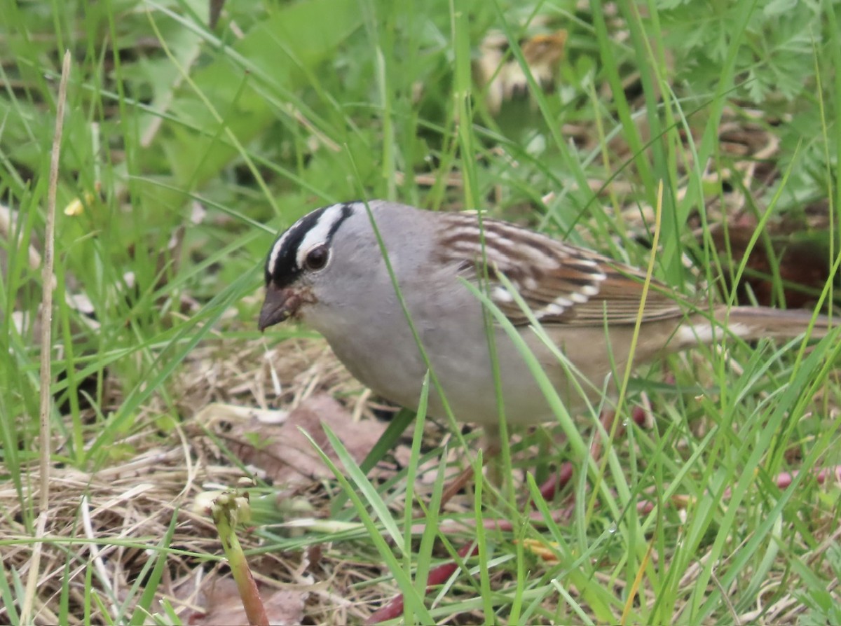 White-crowned Sparrow - Emily Dunning