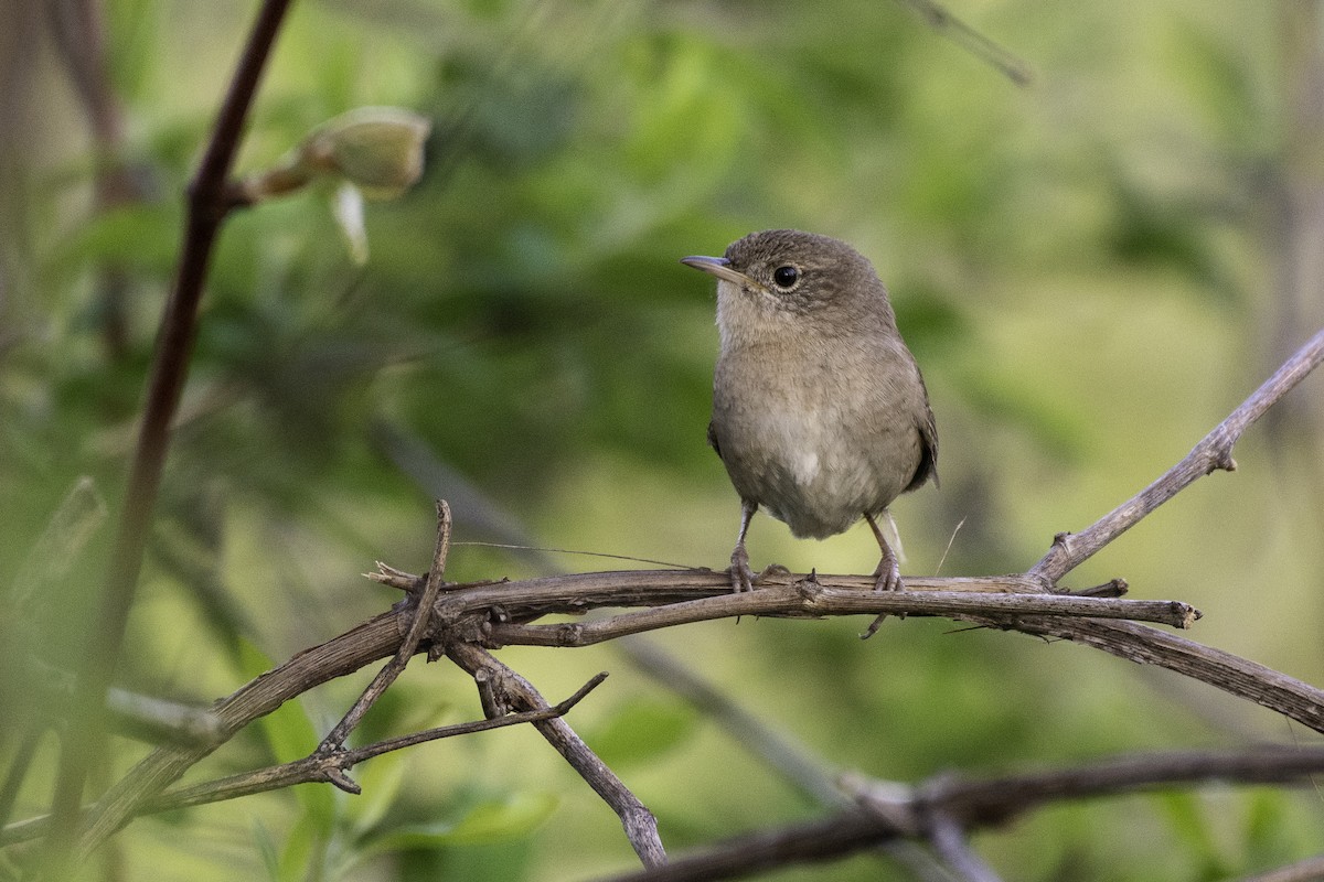 Northern House Wren - ML618964481