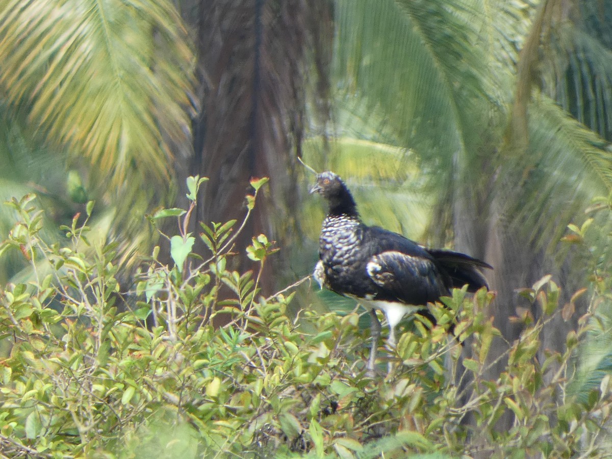 Horned Screamer - JUAN CARLOS CEVALLOS MENDOZA