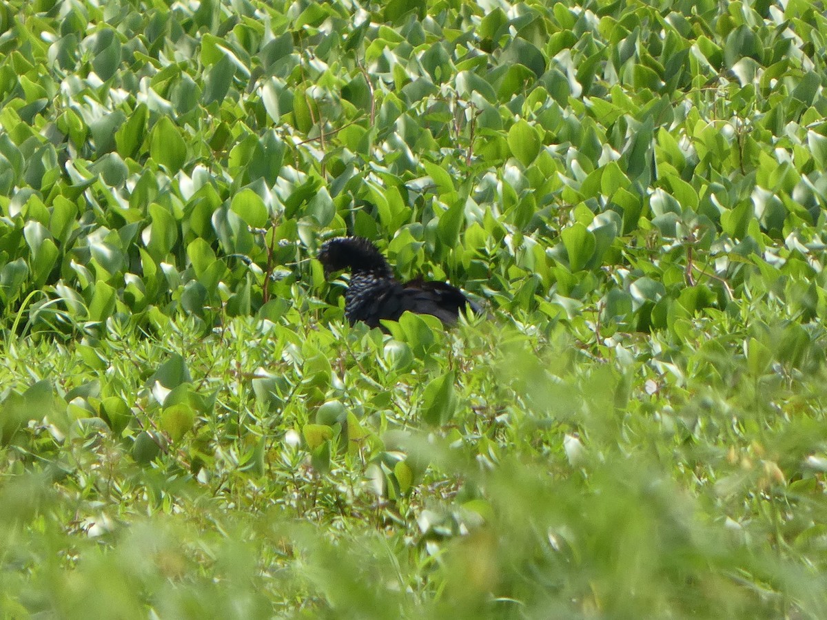 Horned Screamer - JUAN CARLOS CEVALLOS MENDOZA