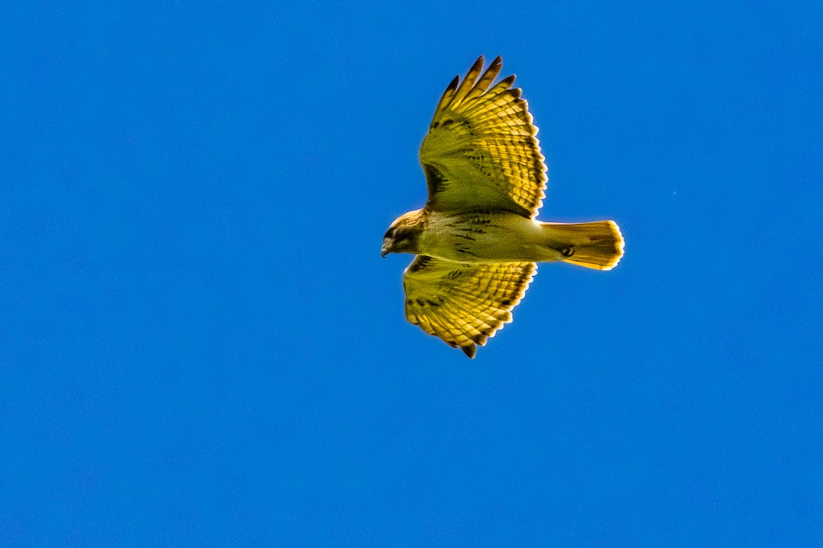 Red-tailed Hawk - Allen McGrew
