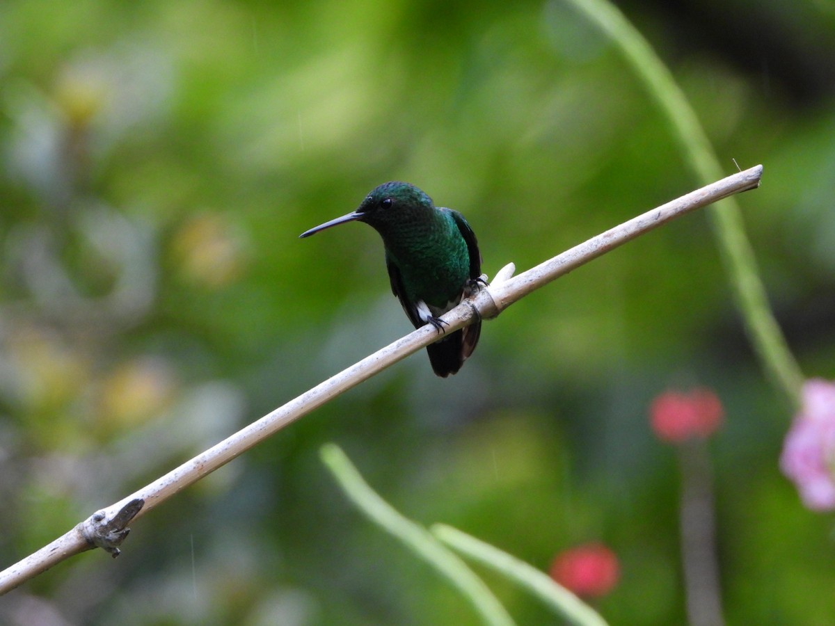 Steely-vented Hummingbird - karime falah