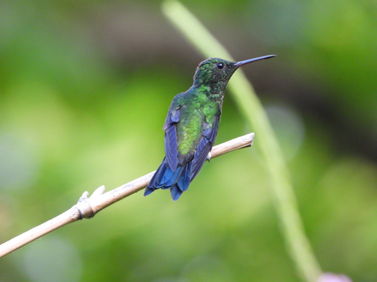 Steely-vented Hummingbird - karime falah