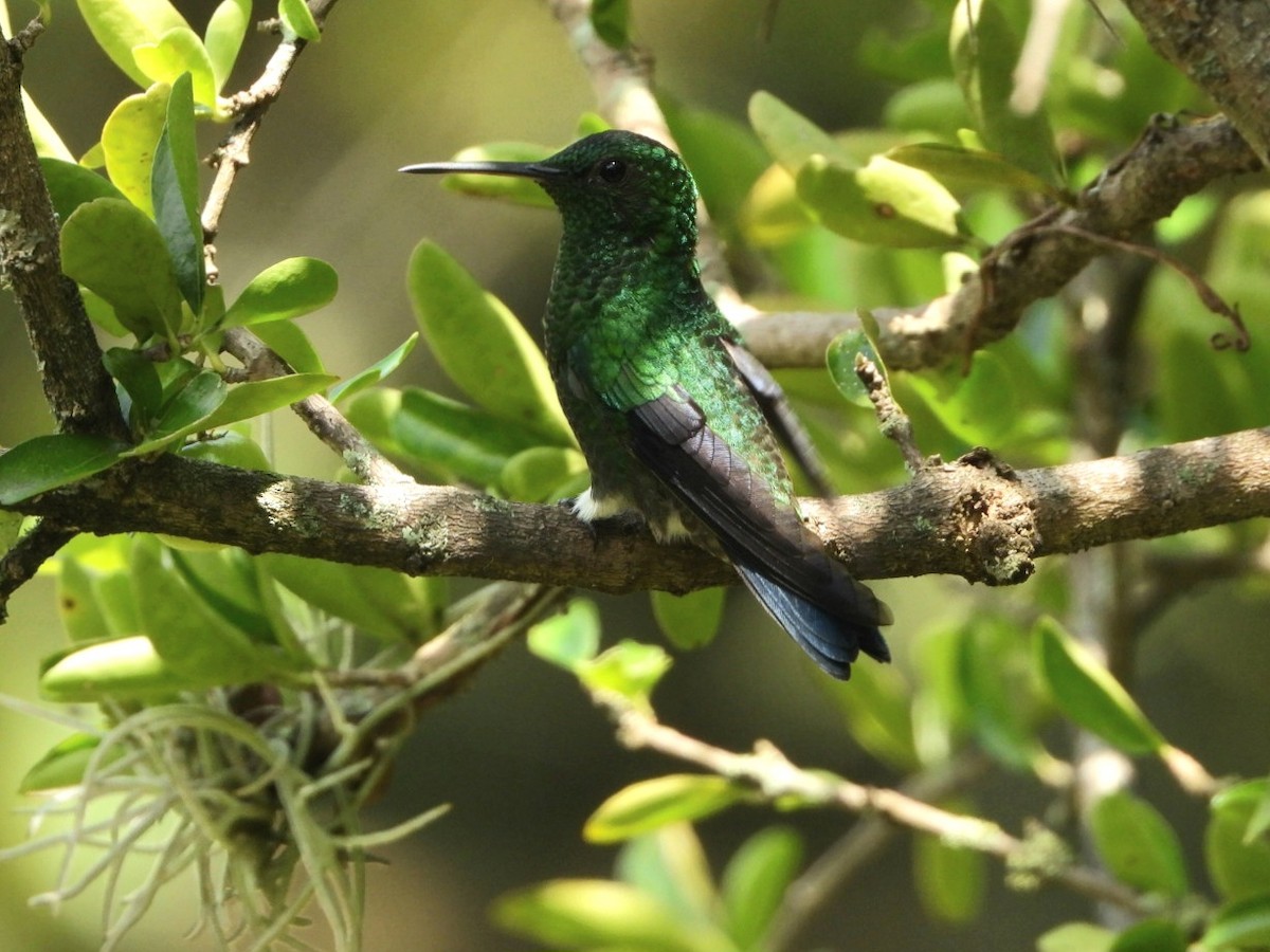 Steely-vented Hummingbird - karime falah