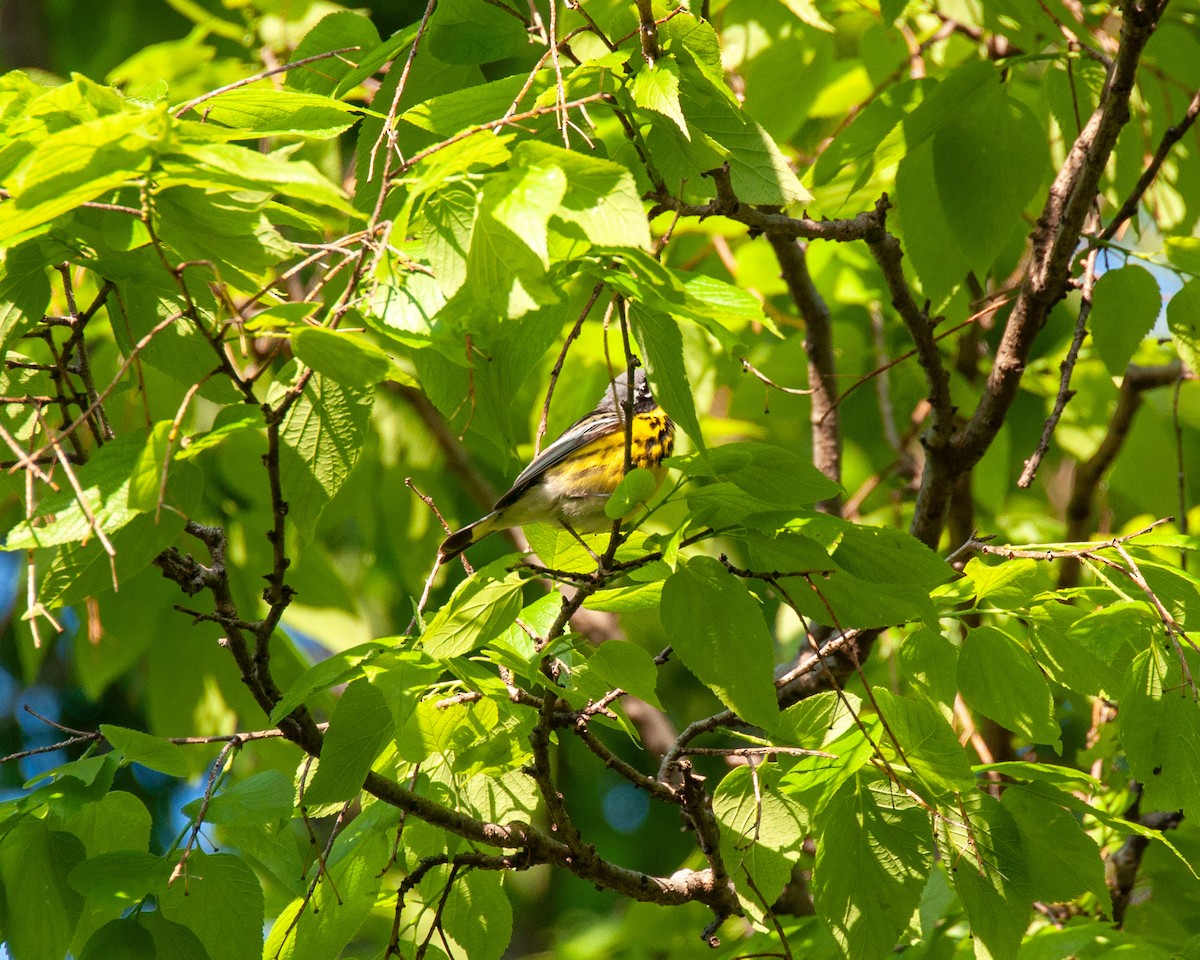 Magnolia Warbler - ML618964506