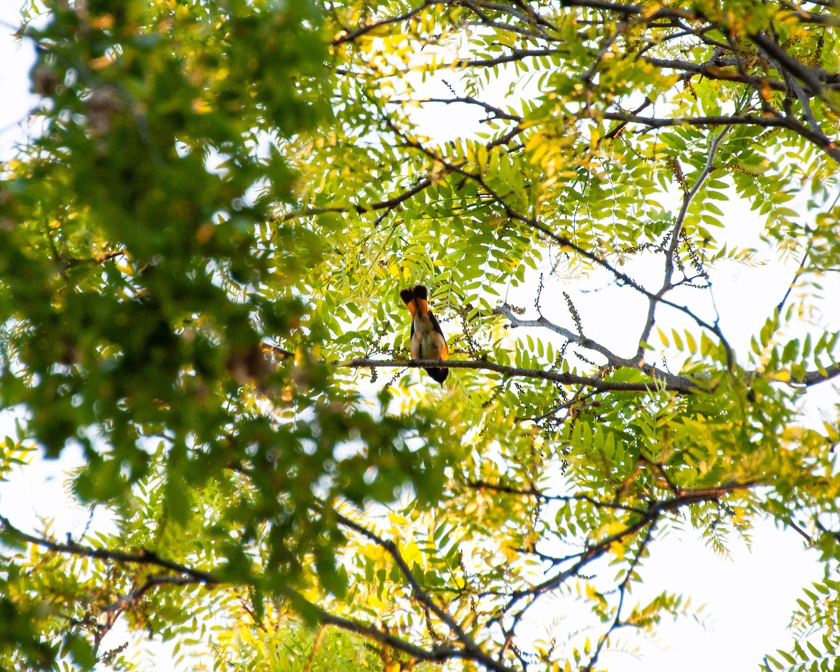 American Redstart - ML618964508