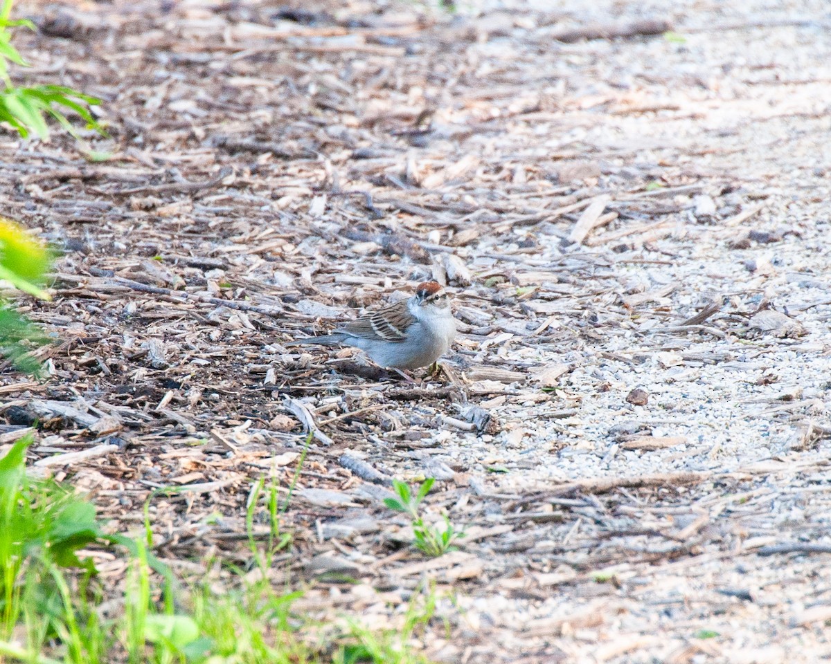 Chipping Sparrow - ML618964514