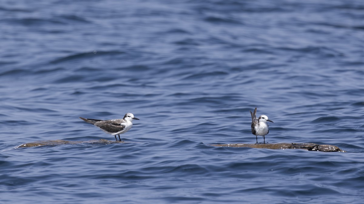 Bridled Tern - Charmain Ang