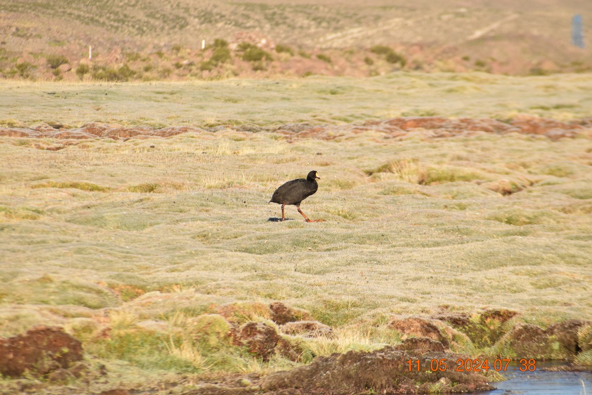 Giant Coot - Reynaldo Valdivia Reyes