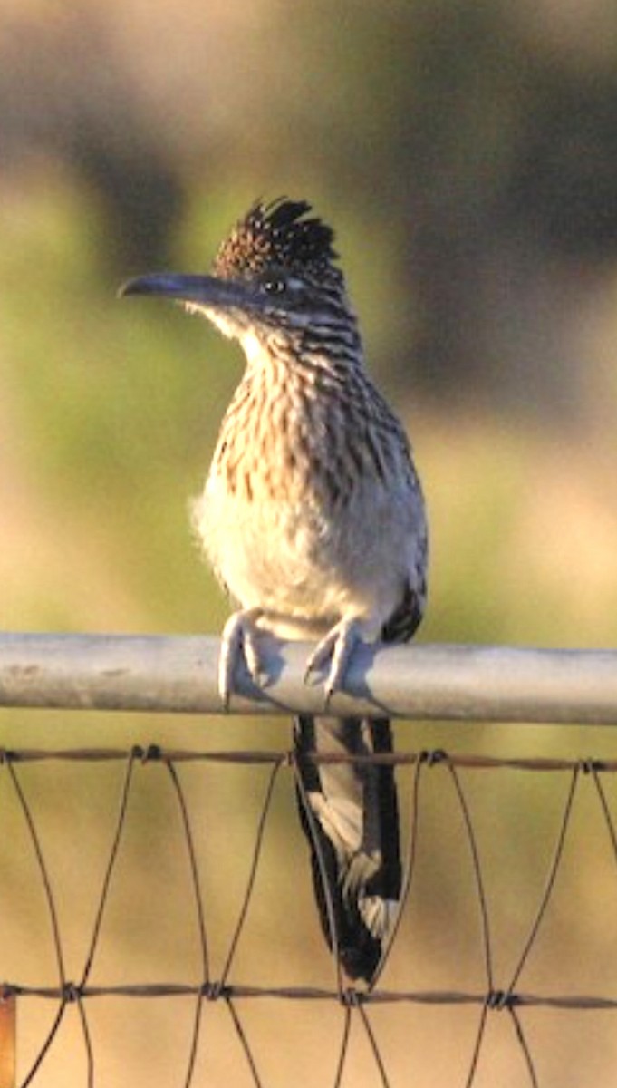 Greater Roadrunner - ML618964533