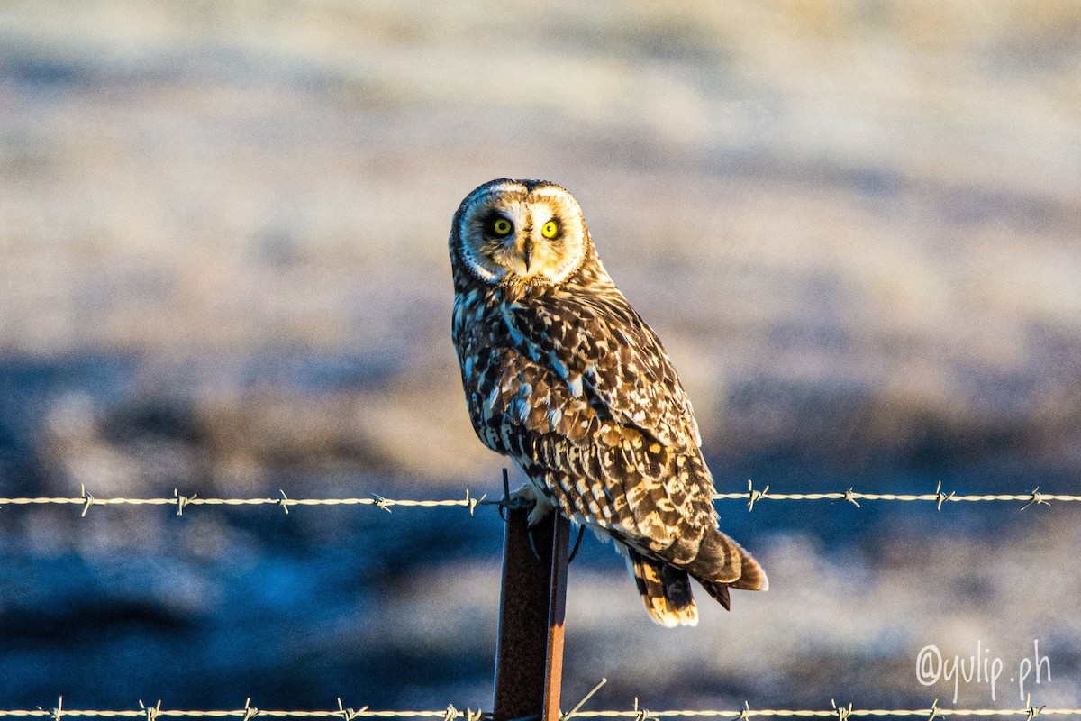 Short-eared Owl - ML618964580