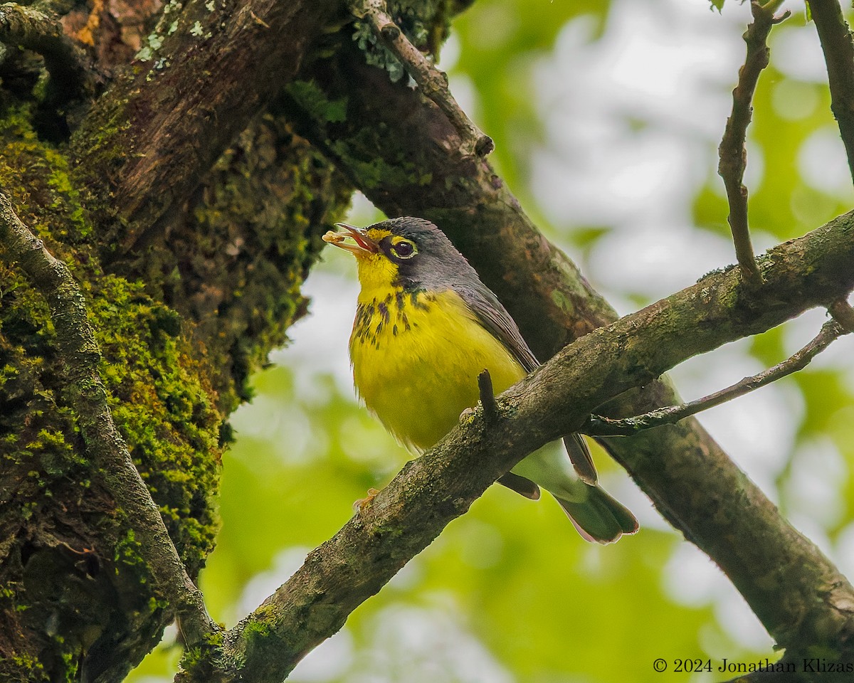 Canada Warbler - ML618964615