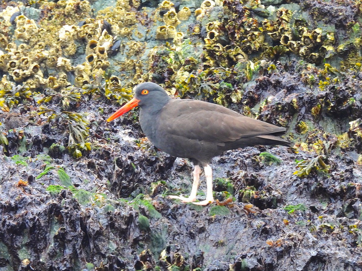 Black Oystercatcher - ML618964624