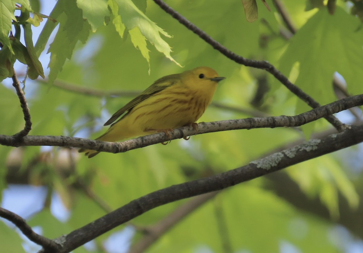 Yellow Warbler - Emily Dunning