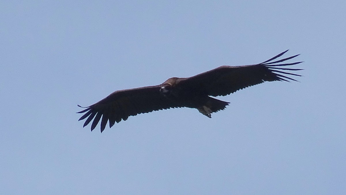 Cinereous Vulture - ML618964632