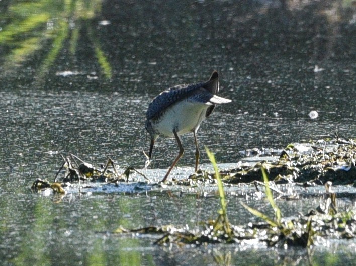 Lesser Yellowlegs - Wendy Hill