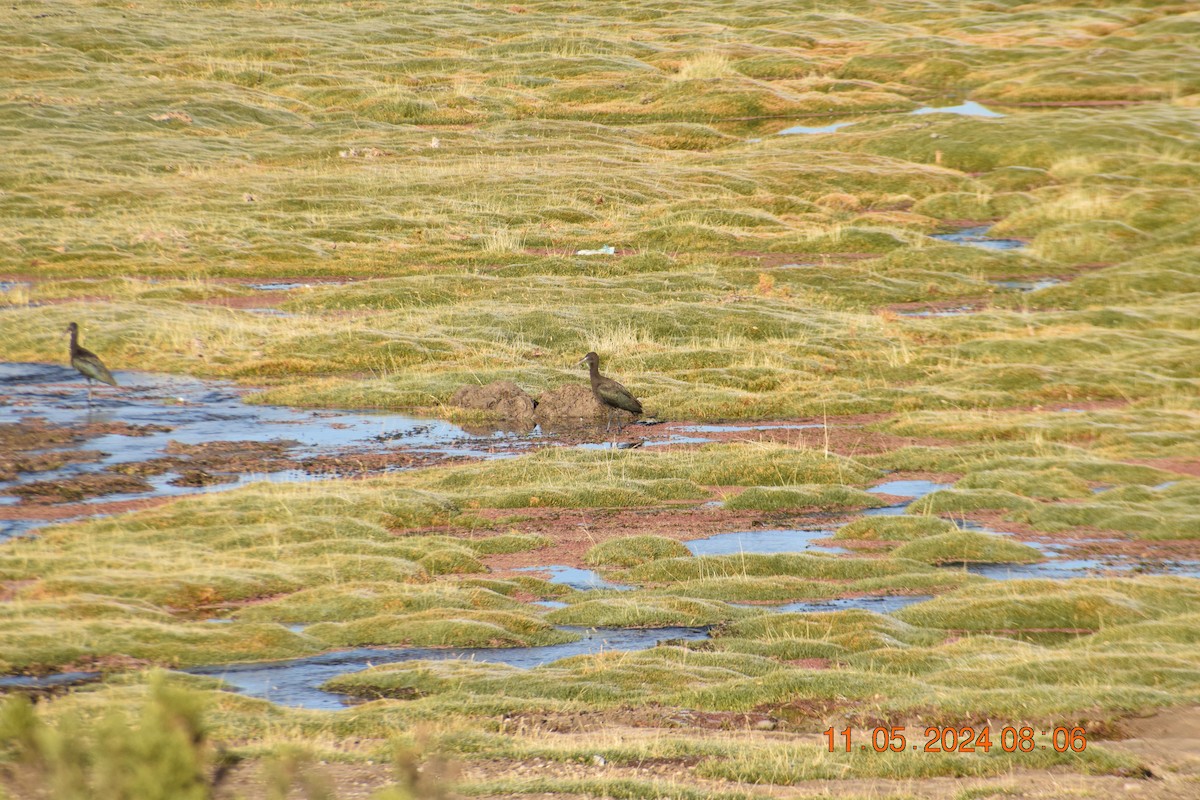 Puna Ibis - Reynaldo Valdivia Reyes