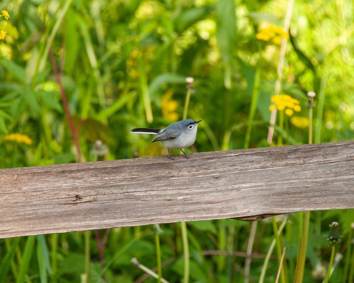 Blue-gray Gnatcatcher - ML618964709