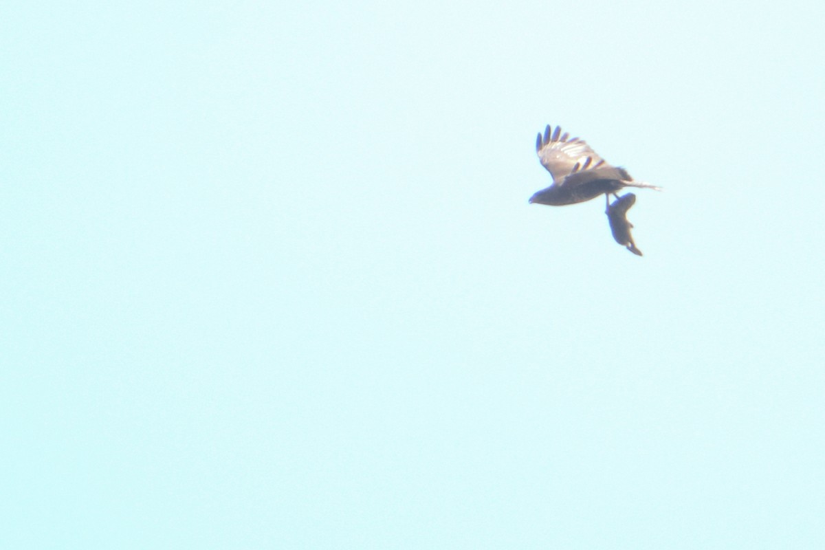 Common Buzzard (Western) - Eric Mozas Casamayor