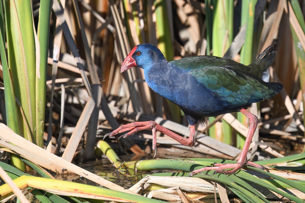 African Swamphen - Regard Van Dyk