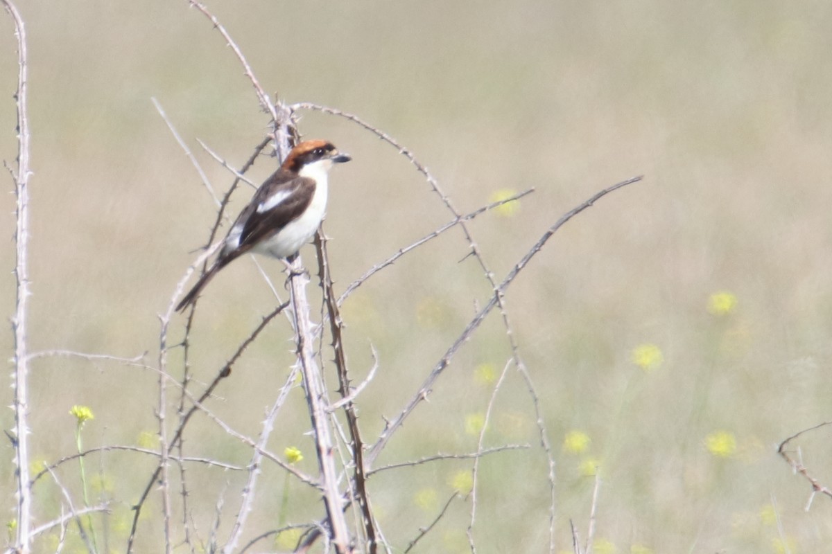 Woodchat Shrike (Balearic) - Eric Mozas Casamayor