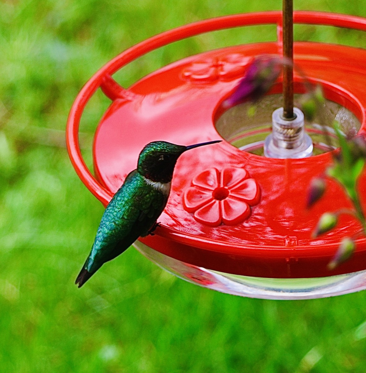 Ruby-throated Hummingbird - Martin Yates