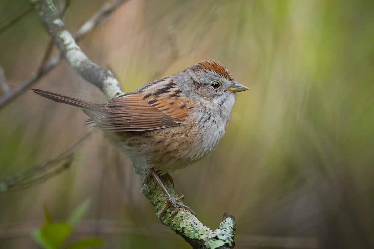 Swamp Sparrow - Tommy McCarthy