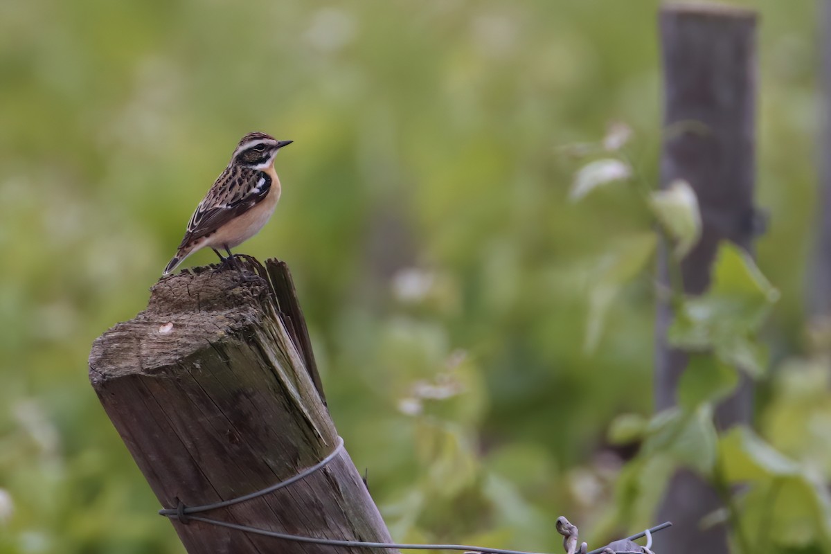 Whinchat - Eric Mozas Casamayor