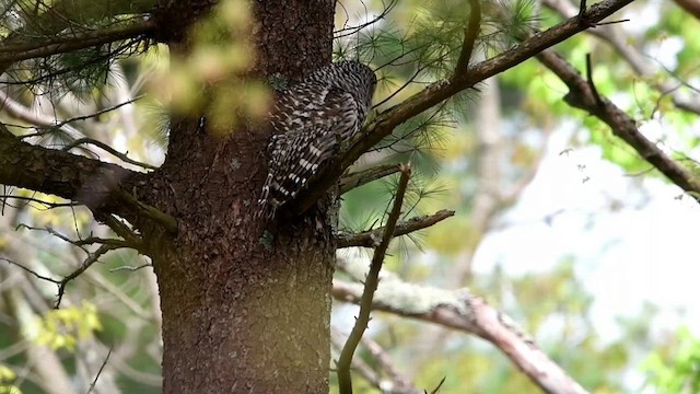 Barred Owl - ML618964804