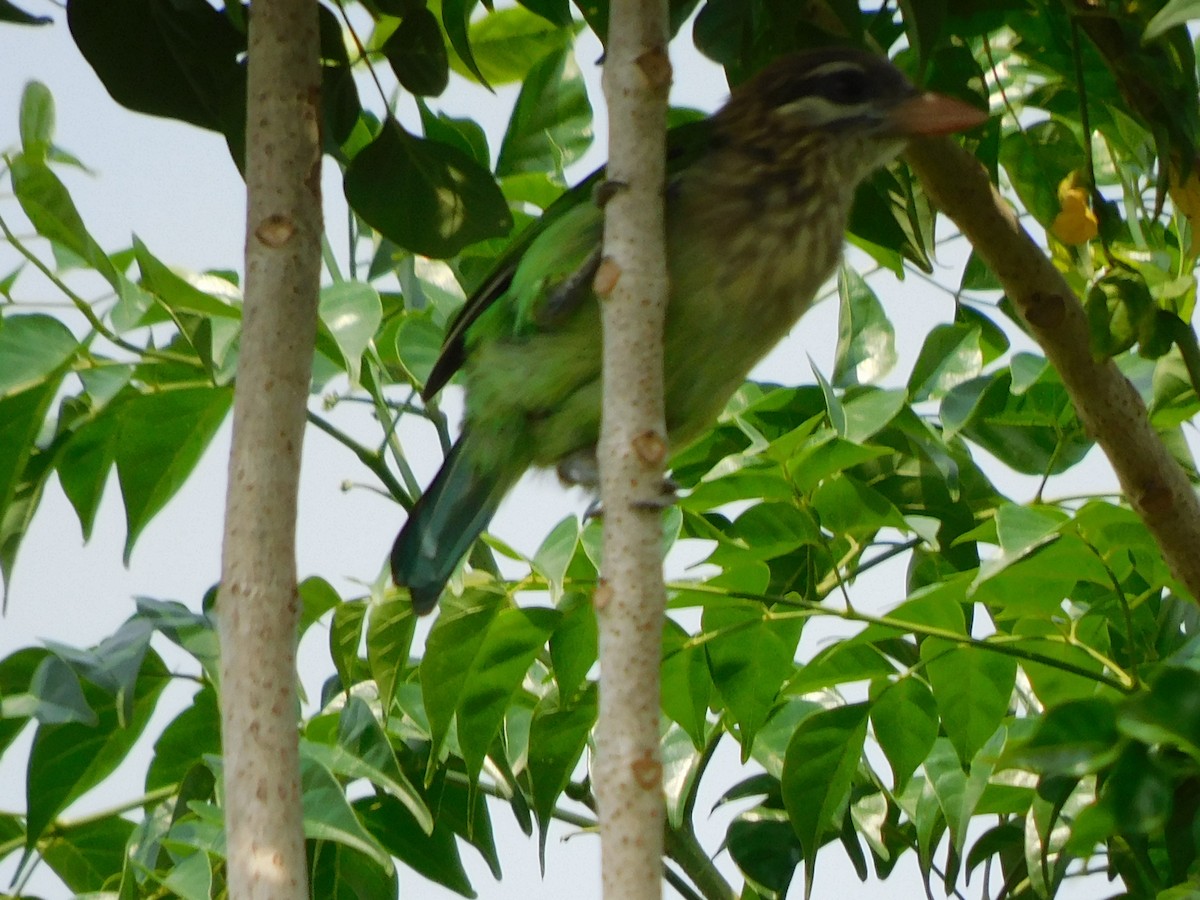 White-cheeked Barbet - Gayathri Mukunda