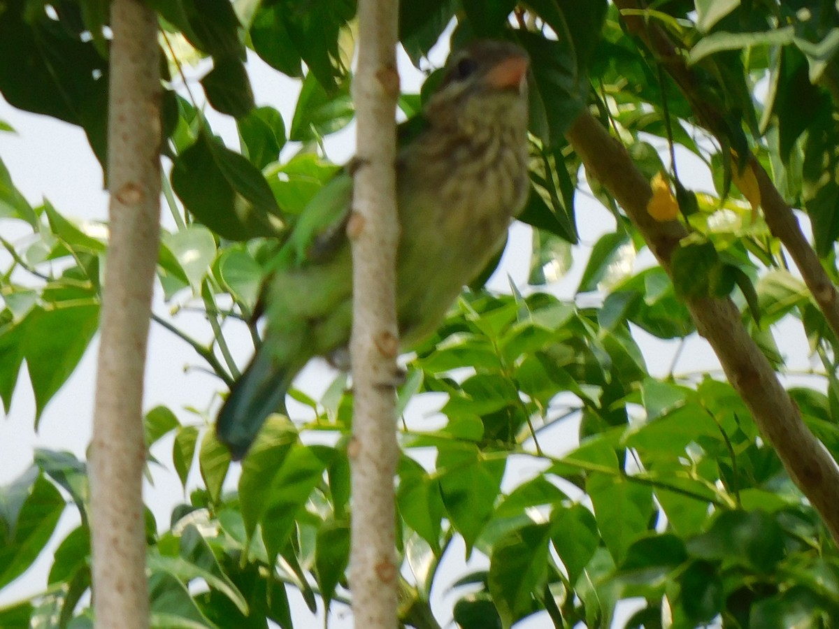 White-cheeked Barbet - Gayathri Mukunda