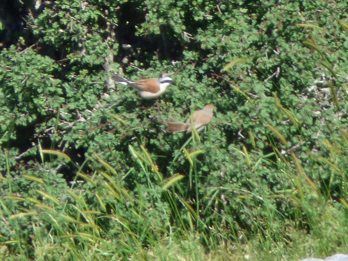 Red-backed Shrike - ML61896481