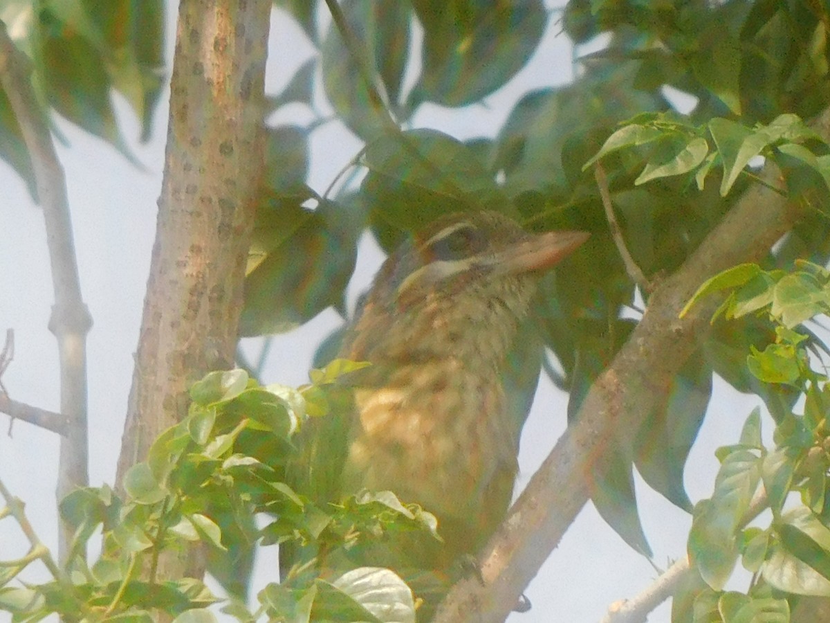 White-cheeked Barbet - Gayathri Mukunda