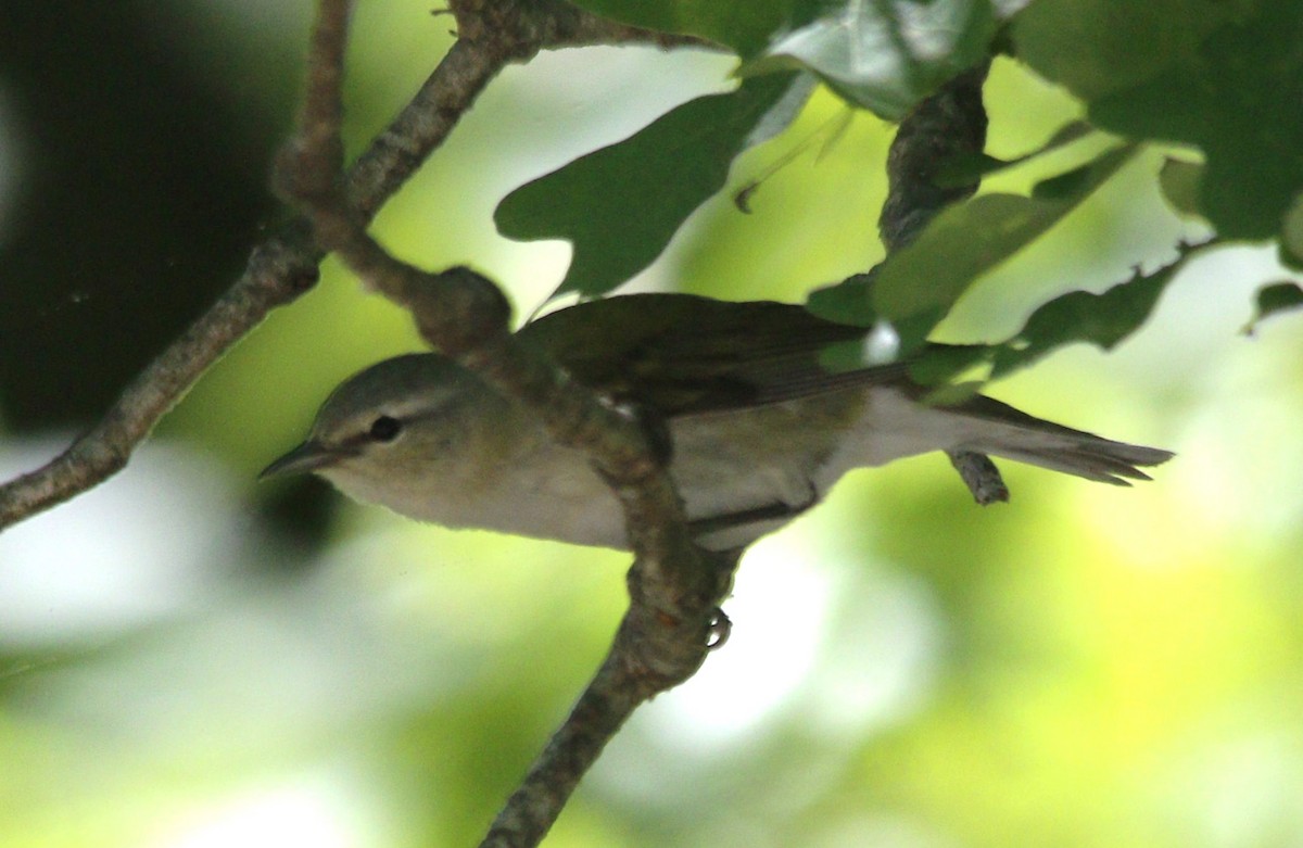 Tennessee Warbler - ML618964814