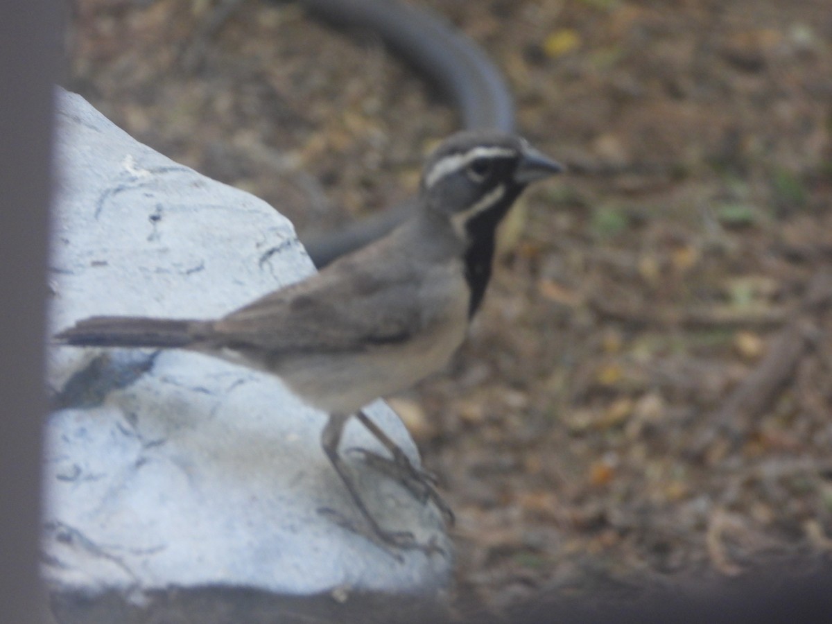 Black-throated Sparrow - Keith Shillito