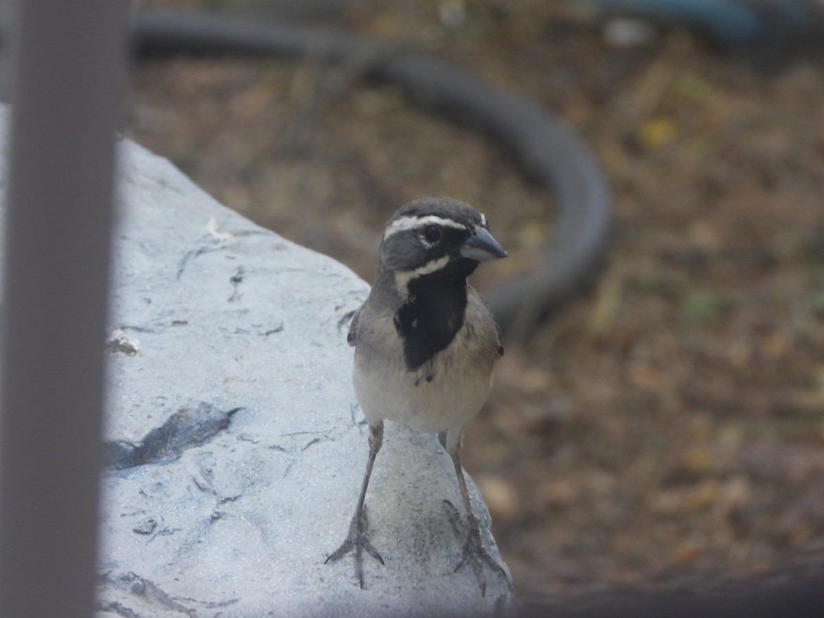 Black-throated Sparrow - Keith Shillito