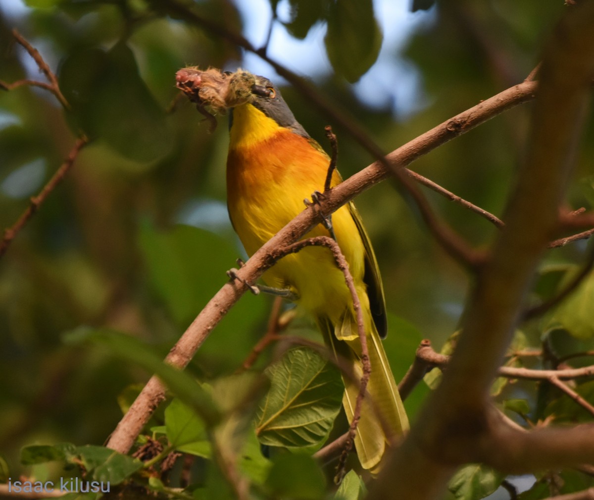 Gray-headed Bushshrike - ML618964819